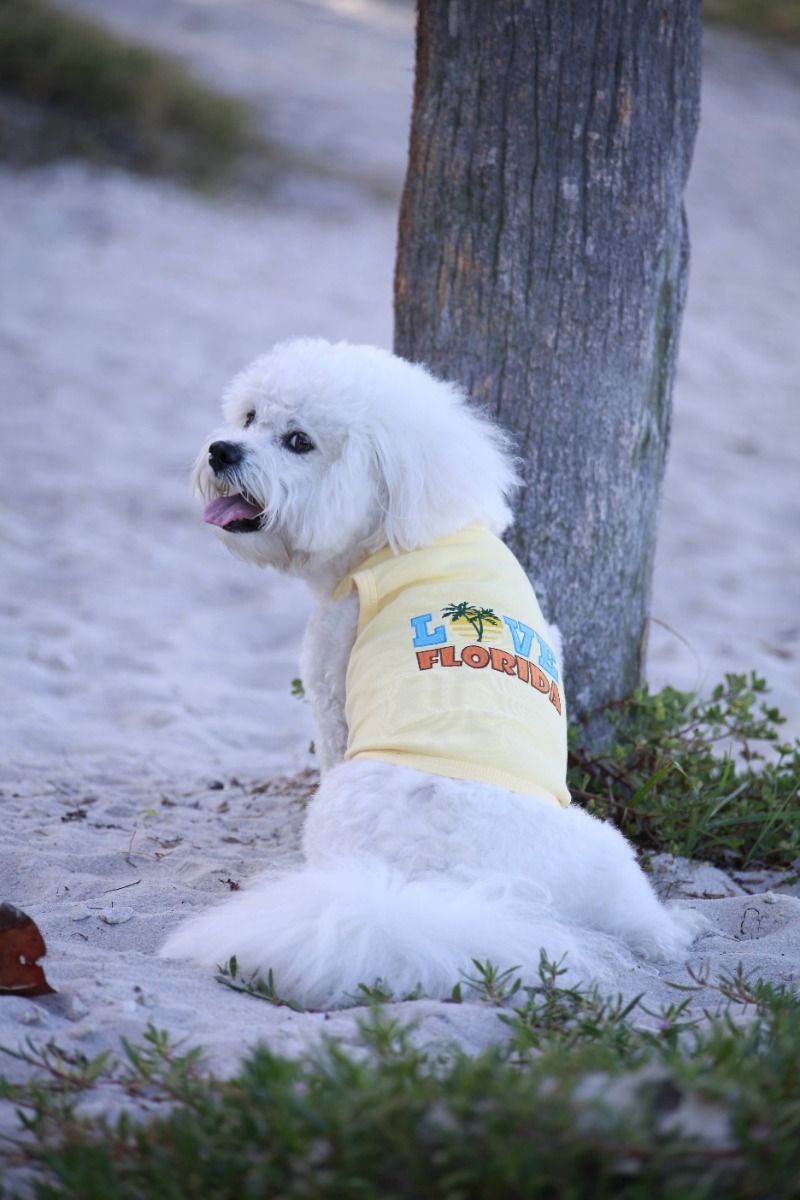 Signature Series - Poodle & Bichon Grooming Legging - The Sarasota Dog Salon